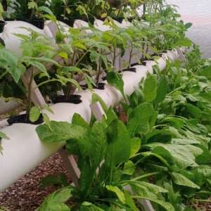 Commercial Hydroponics Training